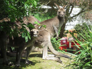 Ertapptes Wallaby